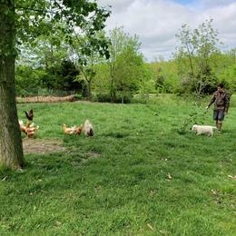 Border Collie, Bordoodle, and Maremma Sheepdog Puppies from 2J 2K Border Collies