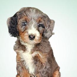 Abba - Blue merle female Bernedoodle puppy in Glenford, Ohio from Mi-De Doodles