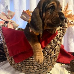 Grayson - Black tan and white male Basset Hound puppy in Willow Spring, North Carolina from Blackberry Creek Basset Hounds
