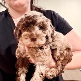 Motley - Merle male Cockapoo puppy in Denver, Pennsylvania from Greenview Puppies