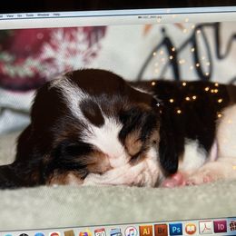 Stella Rose - Black brown and white female Basset Hound puppy in Middle Ga 1.5 Hrs From Atlanta, Georgia from Mountain Ridge Basset Hounds