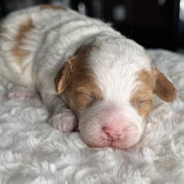 Hermes - Parti male Poodle puppy in South Jordan, Utah from Wasatch Pup