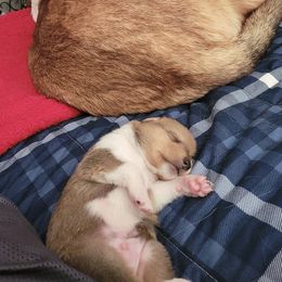 Collie Puppies from Vintage Collies