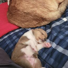 Collie Puppies from Vintage Collies