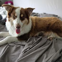 Poppy - Australian Shepherd