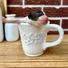 Goldendoodle and Poodle Puppies from SnickerDoodlePups