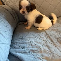Sugar - Chocolate and white female Chihuahua puppy in Madison, Virginia from KimberGlen Chihuahuas
