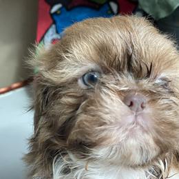 Girl 1 Blondi - Gold and white female Shih Tzu puppy in Troy, Michigan from "Shihtzu Best Friend"