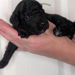 Mint Girl - black - Black female Whoodle puppy in Kalispell, Montana from Countryman Whoodles