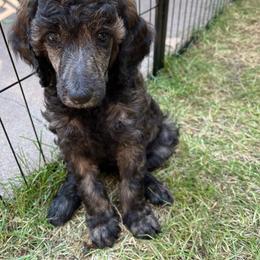 Mocha - Brindle female Poodle puppy in Minneapolis, Minnesota from Sanctus Standards