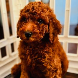 Purple - Red female Double Doodle puppy in Bakersfield, California from Honey Bee Doodles