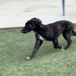 Silken Windhound Puppies from Intriga Hounds