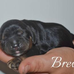 Breve - Black and tan male Cocker Spaniel puppy in Myerstown, Pennsylvania from The Cocker Cingdom