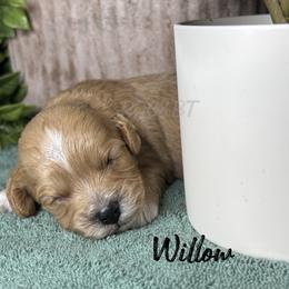 Willow - Apricot female Cavapoo puppy in Oklahoma from Rocky Oak Cavaliers & Biewer Terriers LLC