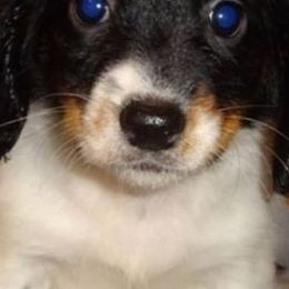 Dachshunds from Minidatsun