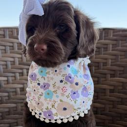 Blue Collar - Chocolate female Goldendoodle puppy in Blanchard, Oklahoma from Dream Doodles by Dondi