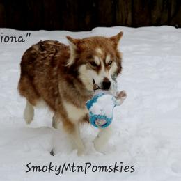 Fiona - Pomsky