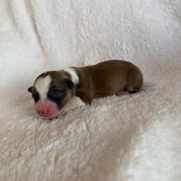 Donut - Red female Pembroke Welsh Corgi puppy in Phelan, California from Desert Sunset Pembroke Welsh Corgis