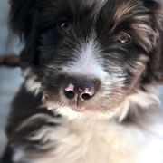 Bordoodle Puppies from Nolichuckey Bordoodles