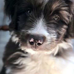 Bordoodle Puppies from Nolichuckey Bordoodles