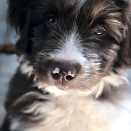 Bordoodle Puppies from Nolichuckey Bordoodles
