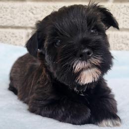 Boy 2 - Salt and pepper male Miniature Schnauzer puppy in Crestview, Florida from Mert's Creek Miniature Schnauzers