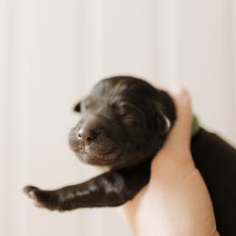 Waylon - Green Collar - Black male Goldendoodle puppy in Newell, Iowa from Front Porch Goldens
