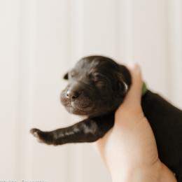 Waylon - Green Collar - Black male Goldendoodle puppy in Newell, Iowa from Front Porch Goldens