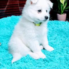 American Eskimo Dog Puppies from Pecan Ridge Puppies