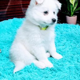American Eskimo Dog Puppies from Pecan Ridge Puppies
