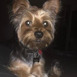 Trigger - Yorkshire Terrier