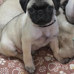 Lacey - Fawn female Pug puppy in Olin, North Carolina from Piggy Pugs