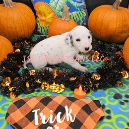 Girl 3 - White and black female Dalmatian puppy in Conrath, Wisconsin from JSF Dalmatians LLC