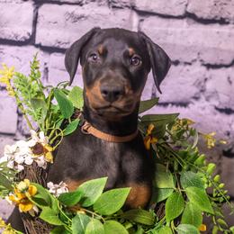 Mr B(brown boy) - Black and rust male Doberman Pinscher puppy in Shelby, North Carolina from IronBee Dobermans
