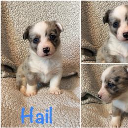 Hail - Blue merle and white male Cardigan Welsh Corgi puppy in Box Elder, South Dakota from BELieve Cardigan Welsh Corgis