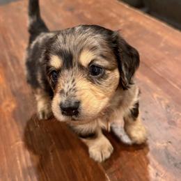 River - Dapple male Dachshund puppy in Salem, Oregon from Longdox Mini Dachshunds