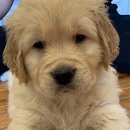 Golden Retriever Puppies from Lol-Goldens
