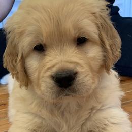 Golden Retriever Puppies from Lol-Goldens