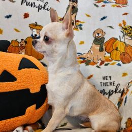 Patty - Fawn female Chihuahua puppy in Newport, Maine from Pinewood Acres Chihuahuas