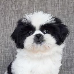 LUNA - ADOPTED! - Black and white female Shih Tzu puppy in Middle Grove, New York from Beirin Breige Shih Tzus