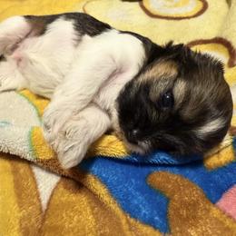 Cookie - Black and white male Shihpoo puppy in Denver, Colorado from Angel babies