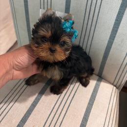 Maltese and Yorkshire Terrier Puppies from tatortot pup
