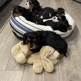 Cavalier King Charles Spaniel Puppies from Meant To Be Cavalier King Charles Spaniels