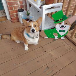 Pembroke Welsh Corgi Puppies from Jersey Shore Corgis