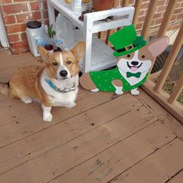 Pembroke Welsh Corgi Puppies from Jersey Shore Corgis