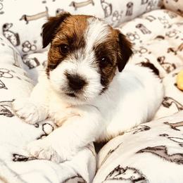 Violet - White and tan female Russell Terrier puppy in Burns, Tennessee from Terrier Town of Tennessee