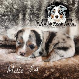 Boy 4 - Blue merle male Australian Shepherd puppy in Harpers Ferry, Iowa from Wexford Creek Aussies, LLC