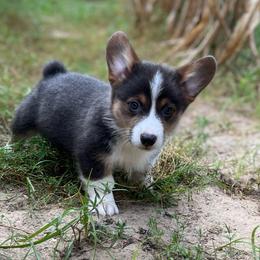 Iggy- natural bobtail - Blue male Pembroke Welsh Corgi puppy in Hope, Arkansas from Foxy Knoll Farm
