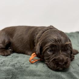 Persephone - Chocolate female Australian Labradoodle puppy in Sacramento, California from Little Farmstead Labradoodles