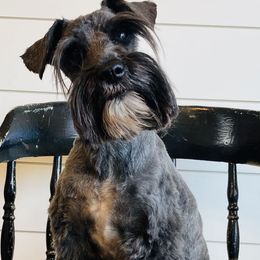 Callie - Miniature Schnauzer